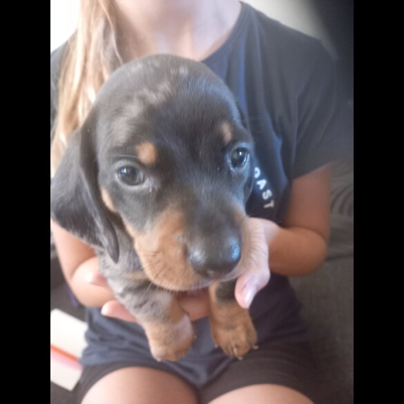 Dachshund (Standard &amp; Miniature) - Both