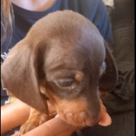 Dachshund (Standard &amp; Miniature) - Both