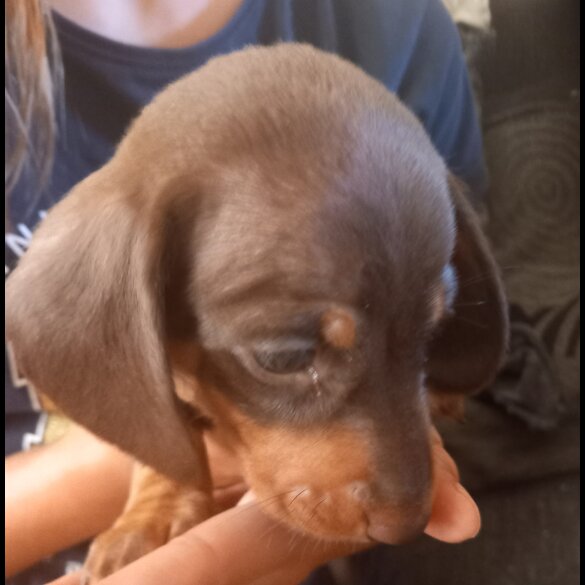 Dachshund (Standard &amp; Miniature) - Both