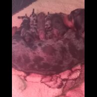 Dachshund (Standard &amp; Miniature) - Both