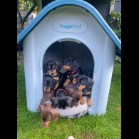 Dachshund (Standard &amp; Miniature) - Both