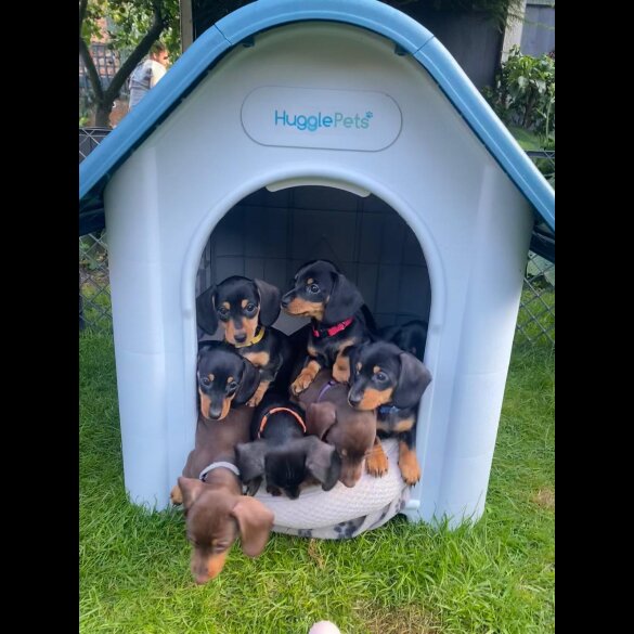 Dachshund (Standard &amp; Miniature) - Both