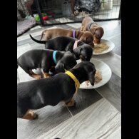 Dachshund (Standard &amp; Miniature) - Both
