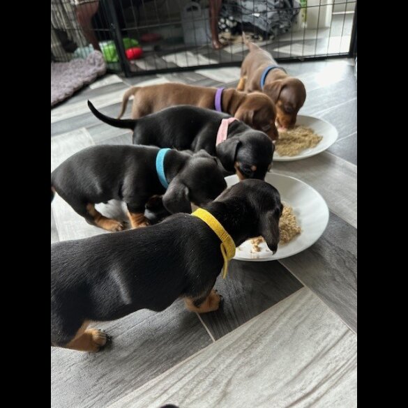Dachshund (Standard &amp; Miniature) - Both