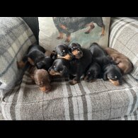 Dachshund (Standard &amp; Miniature) - Both