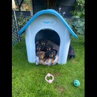 Dachshund (Standard &amp; Miniature) - Both