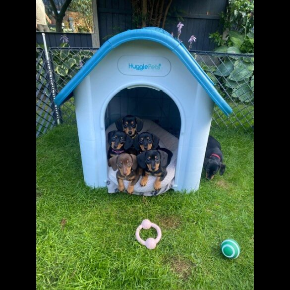 Dachshund (Standard &amp; Miniature) - Both