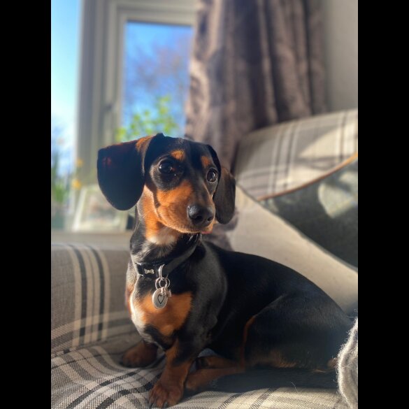 Dachshund (Standard &amp; Miniature) - Both