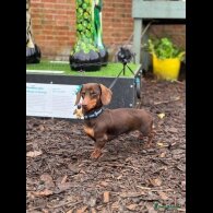 Dachshund (Standard &amp; Miniature) - Both