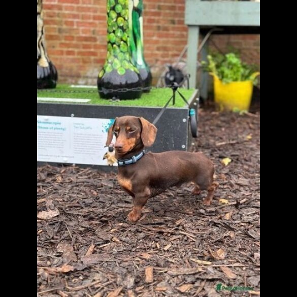 Dachshund (Standard &amp; Miniature) - Both