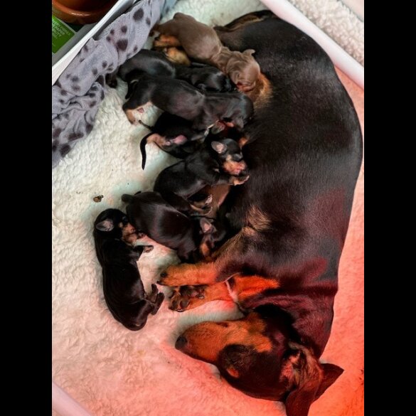 Dachshund (Standard &amp; Miniature) - Both