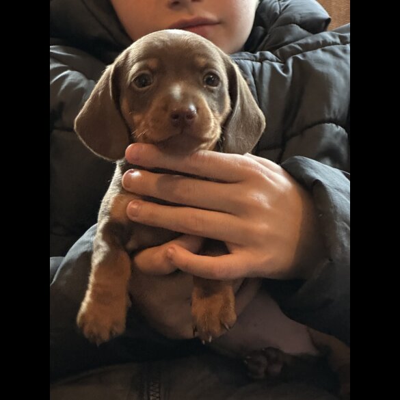 Dachshund (Standard &amp; Miniature) - Both