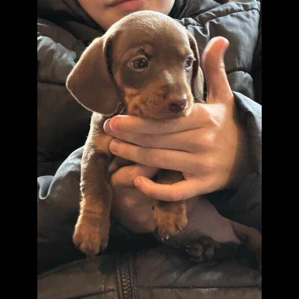 Dachshund (Standard &amp; Miniature) - Both