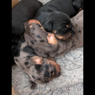 Dachshund (Standard &amp; Miniature) - Both