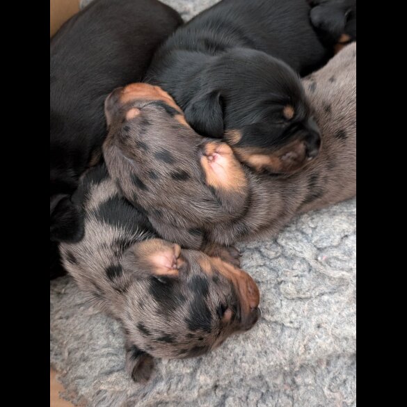 Dachshund (Standard &amp; Miniature) - Both