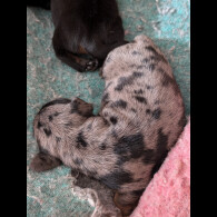 Dachshund (Standard &amp; Miniature) - Both