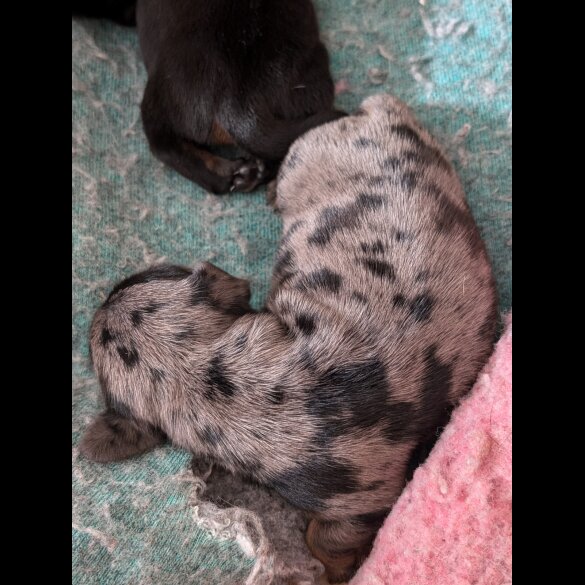 Dachshund (Standard &amp; Miniature) - Both