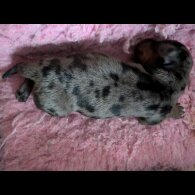 Dachshund (Standard &amp; Miniature) - Both