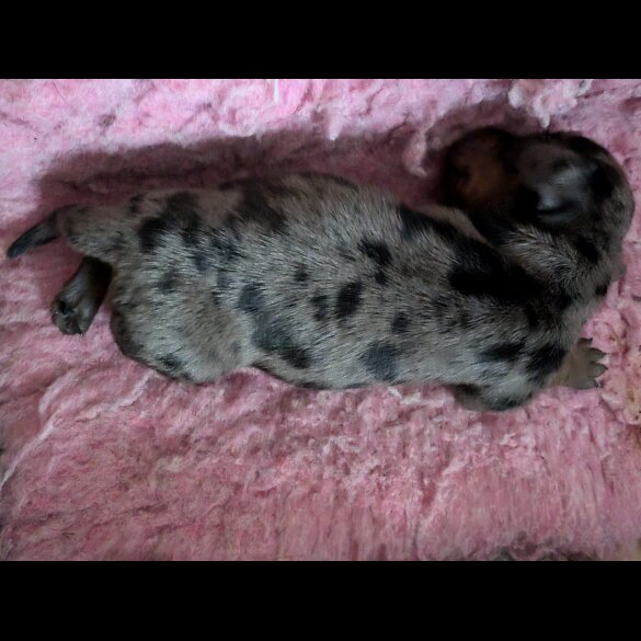 Dachshund (Standard &amp; Miniature) - Both