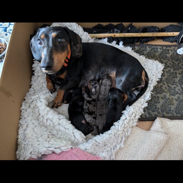 Dachshund (Standard &amp; Miniature) - Both