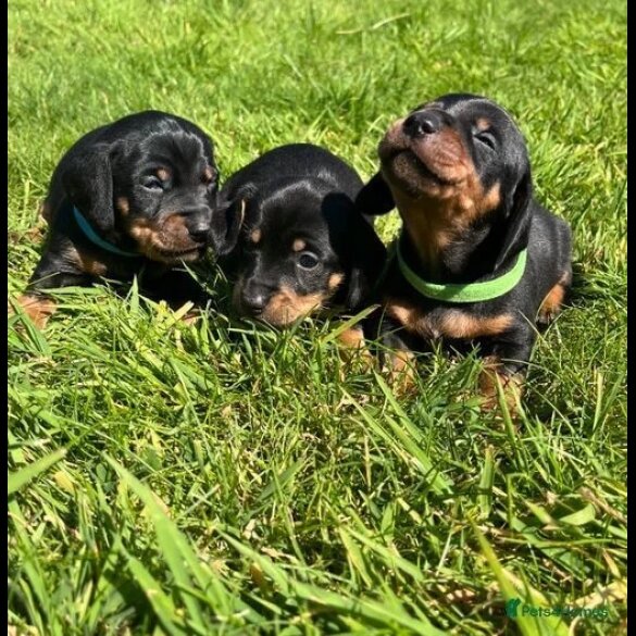 Dachshund (Standard &amp; Miniature) - Both