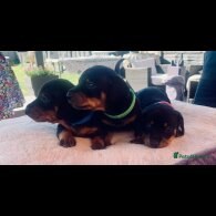 Dachshund (Standard &amp; Miniature) - Both