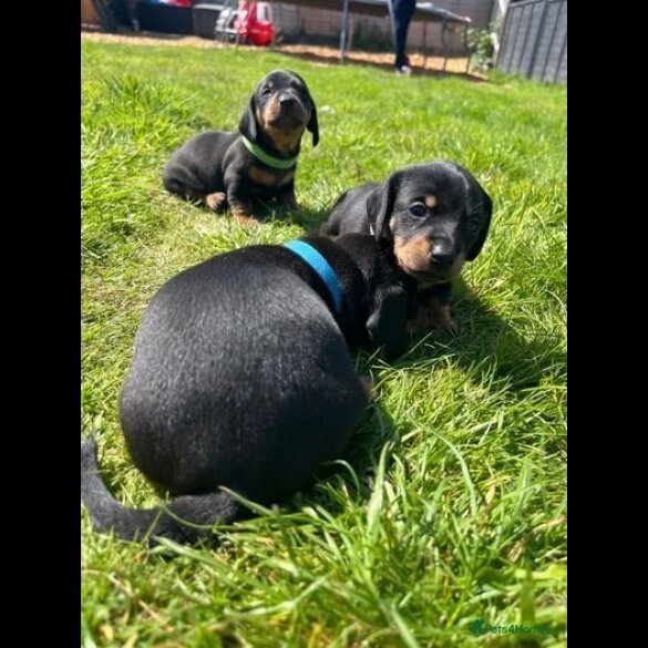 Dachshund (Standard &amp; Miniature) - Both