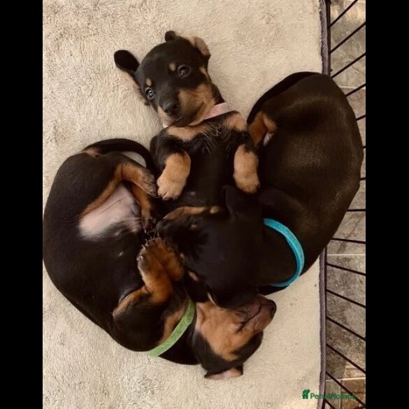 Dachshund (Standard &amp; Miniature) - Both