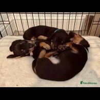 Dachshund (Standard &amp; Miniature) - Both