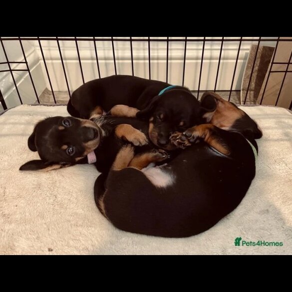 Dachshund (Standard &amp; Miniature) - Both