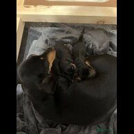 Dachshund (Standard &amp; Miniature) - Both
