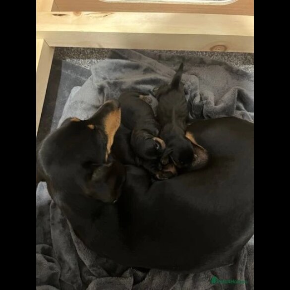 Dachshund (Standard &amp; Miniature) - Both