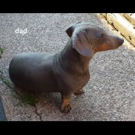 Dachshund (Standard &amp; Miniature) - Both