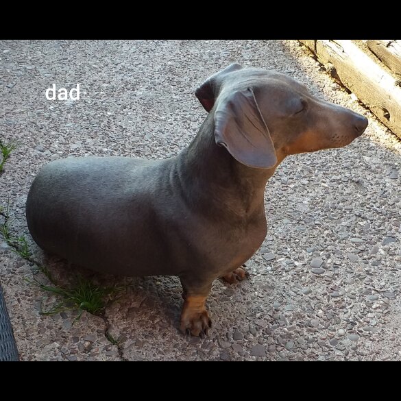 Dachshund (Standard &amp; Miniature) - Both