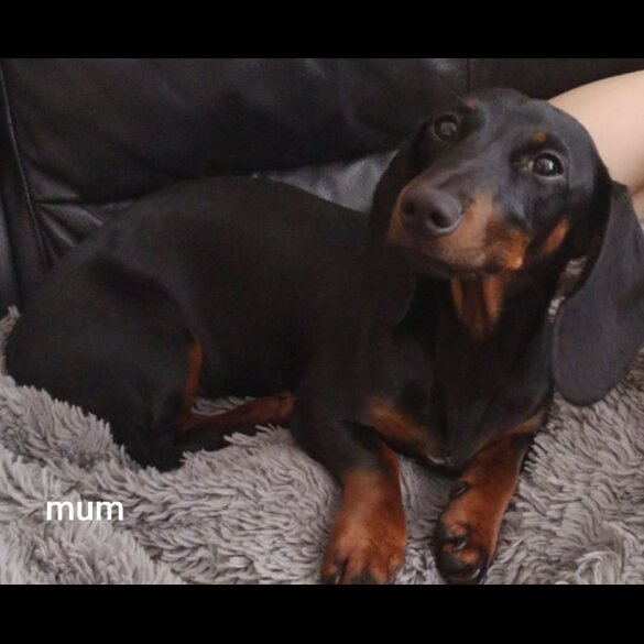 Dachshund (Standard &amp; Miniature) - Both