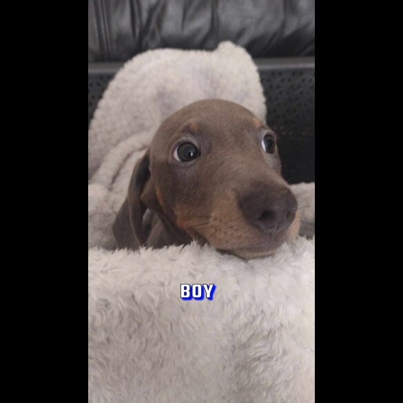 Dachshund (Standard &amp; Miniature) - Both