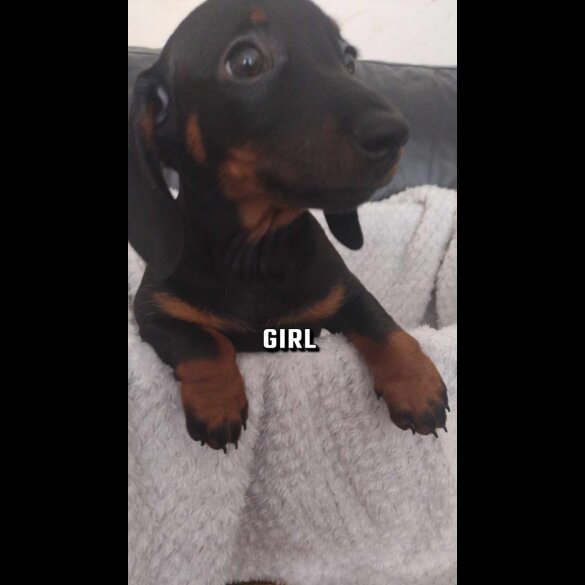 Dachshund (Standard &amp; Miniature) - Both