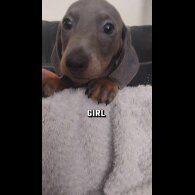 Dachshund (Standard &amp; Miniature) - Both