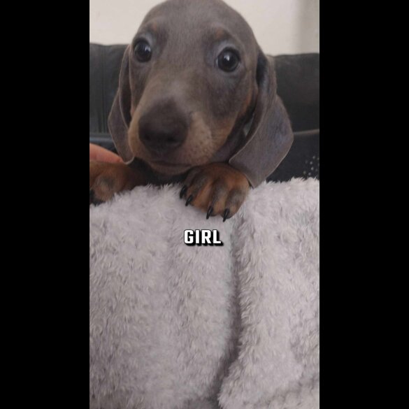 Dachshund (Standard &amp; Miniature) - Both