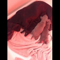 Dachshund (Standard &amp; Miniature) - Both