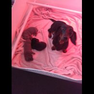 Dachshund (Standard &amp; Miniature) - Both
