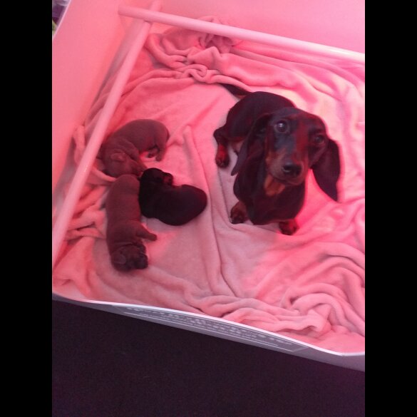 Dachshund (Standard &amp; Miniature) - Both