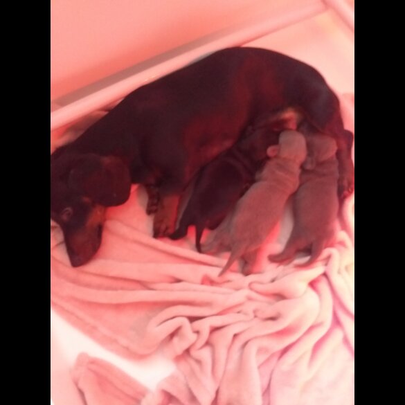 Dachshund (Standard &amp; Miniature) - Both
