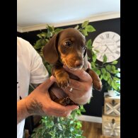 Dachshund (Standard &amp; Miniature) - Both