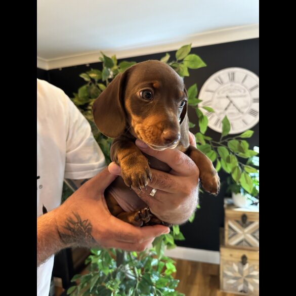 Dachshund (Standard &amp; Miniature) - Both