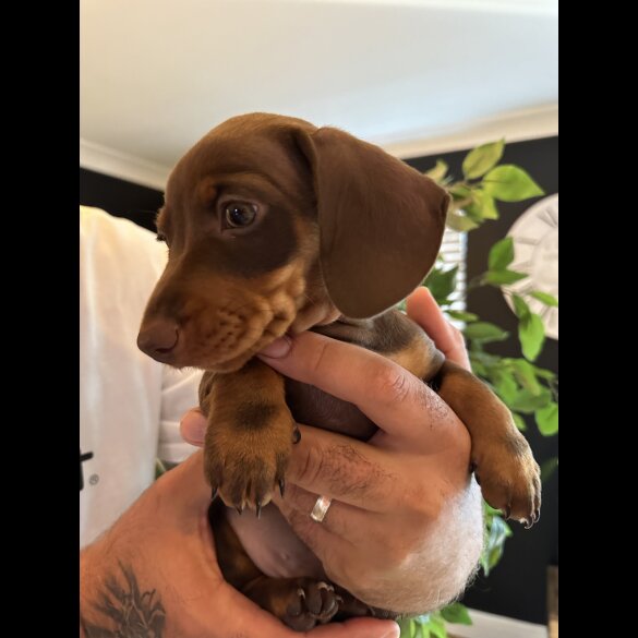 Dachshund (Standard &amp; Miniature) - Both