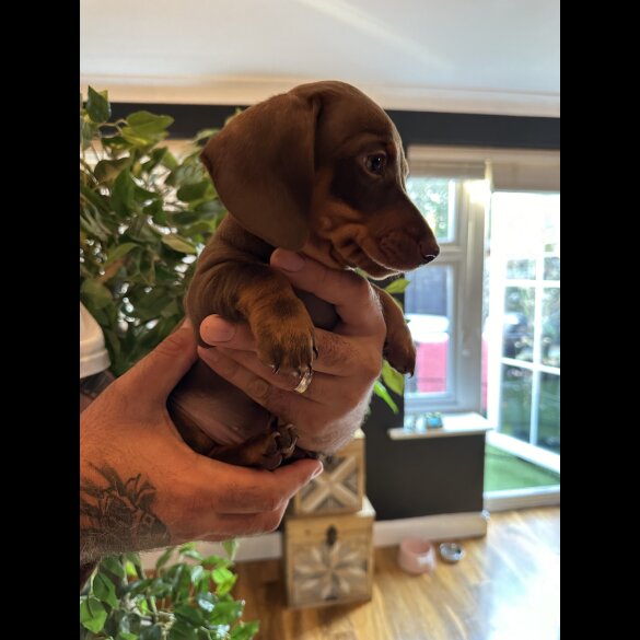 Dachshund (Standard &amp; Miniature) - Both