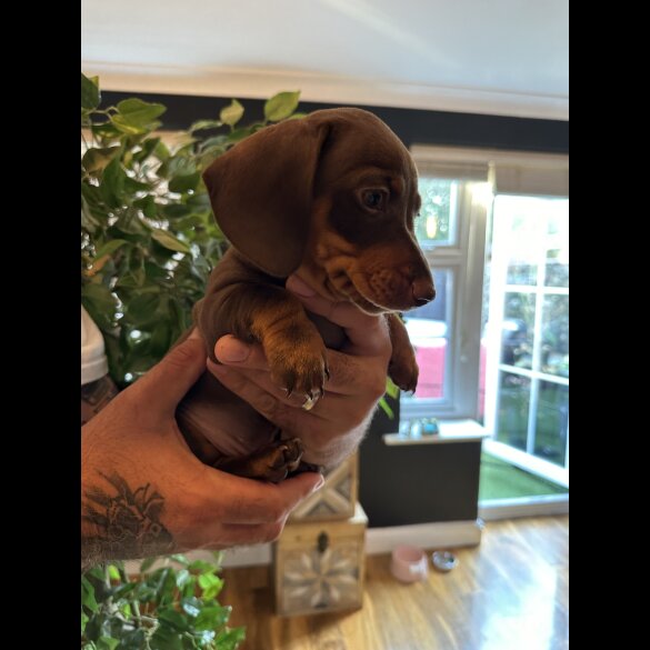 Dachshund (Standard &amp; Miniature) - Both