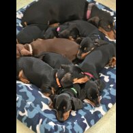 Dachshund (Standard &amp; Miniature) - Both