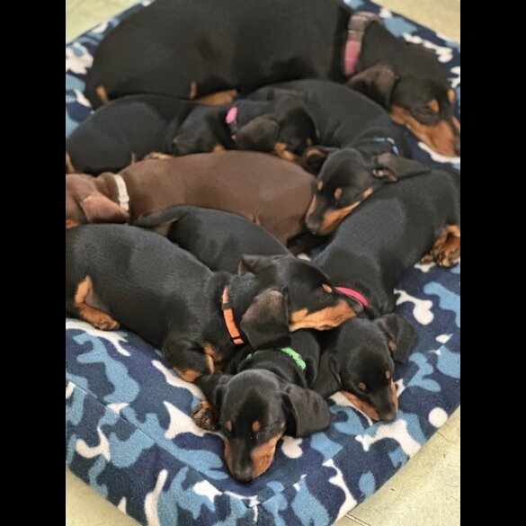 Dachshund (Standard &amp; Miniature) - Both